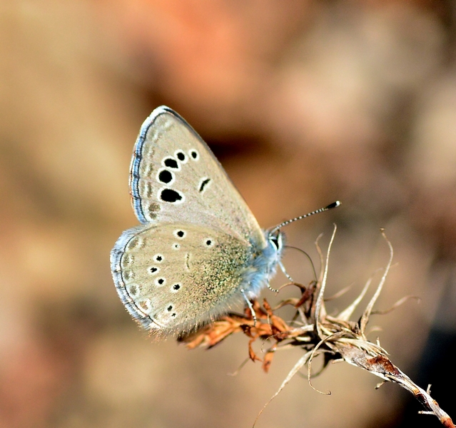 Glaucopsyche melanops